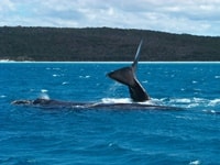 ポイント・アン/ミナミセミクジラの親子